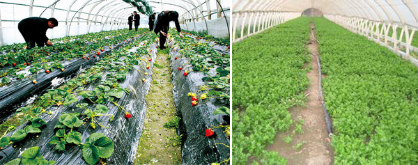 安邦电伴热带保温技术应用于西安大棚蔬菜管道防冻(图1) 安邦电伴热带保温技术应用于西安大棚蔬菜管道防冻(图1)